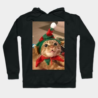 feathersdan cat Hoodie